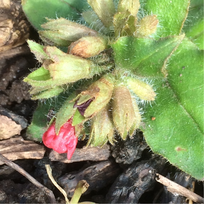 Plant image Pulmonaria officinalis rubra