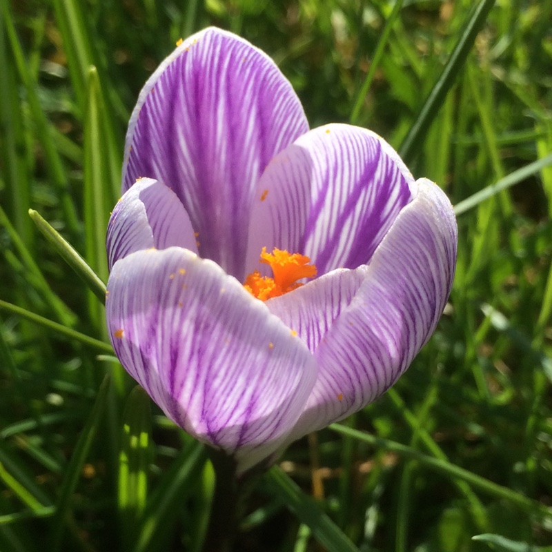 Plant image Crocus vernus 'Striped Beauty'