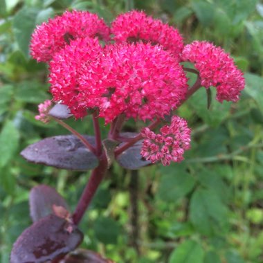 Sedum 'Red Cauli'