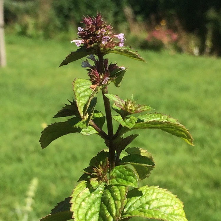 Plant image Mentha x piperita f. citrata