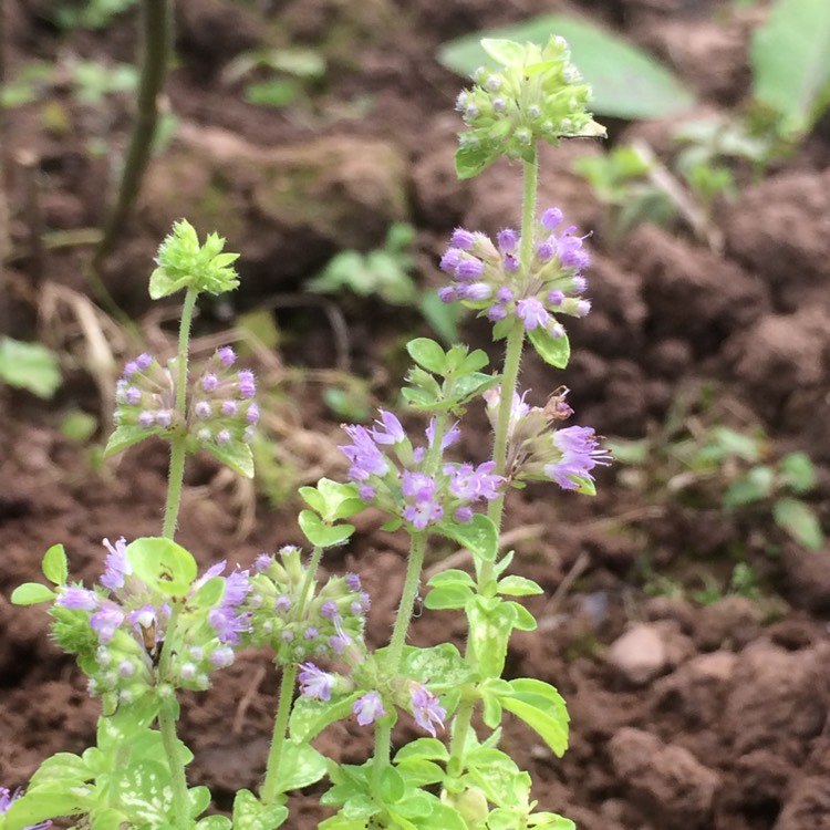 Plant image Mentha pulegium 'Upright'