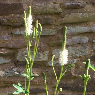 Sanguisorba canadensis