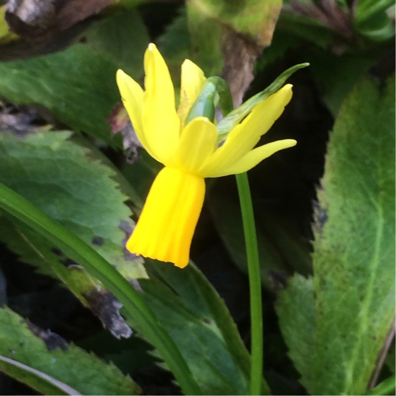 Plant image Narcissus 'Jumblie'