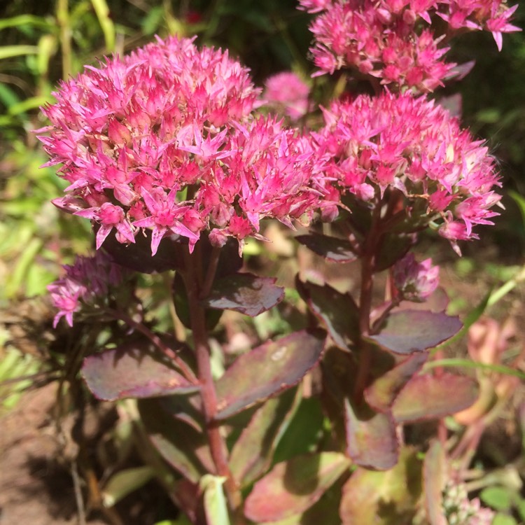 Plant image Hylotelephium Munstead Red