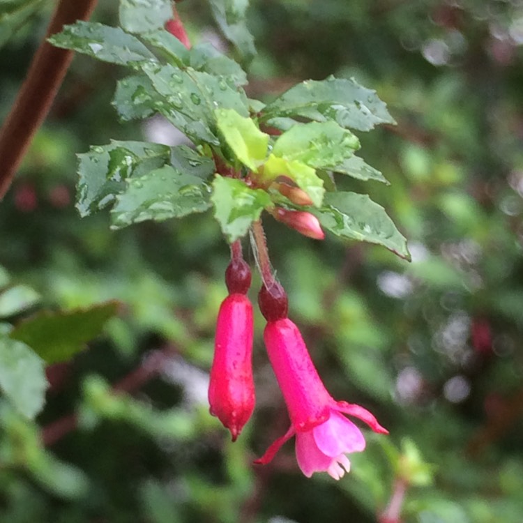 Plant image Fuchsia microphylla 'Pink'