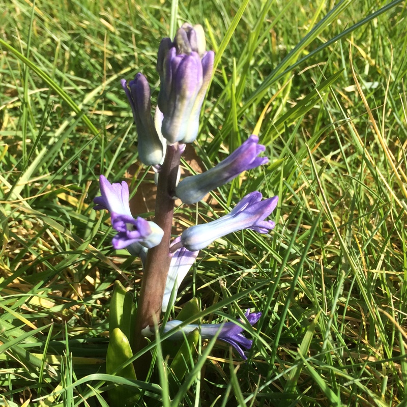 Plant image Hyacinthus orientalis 'Blue Festival'