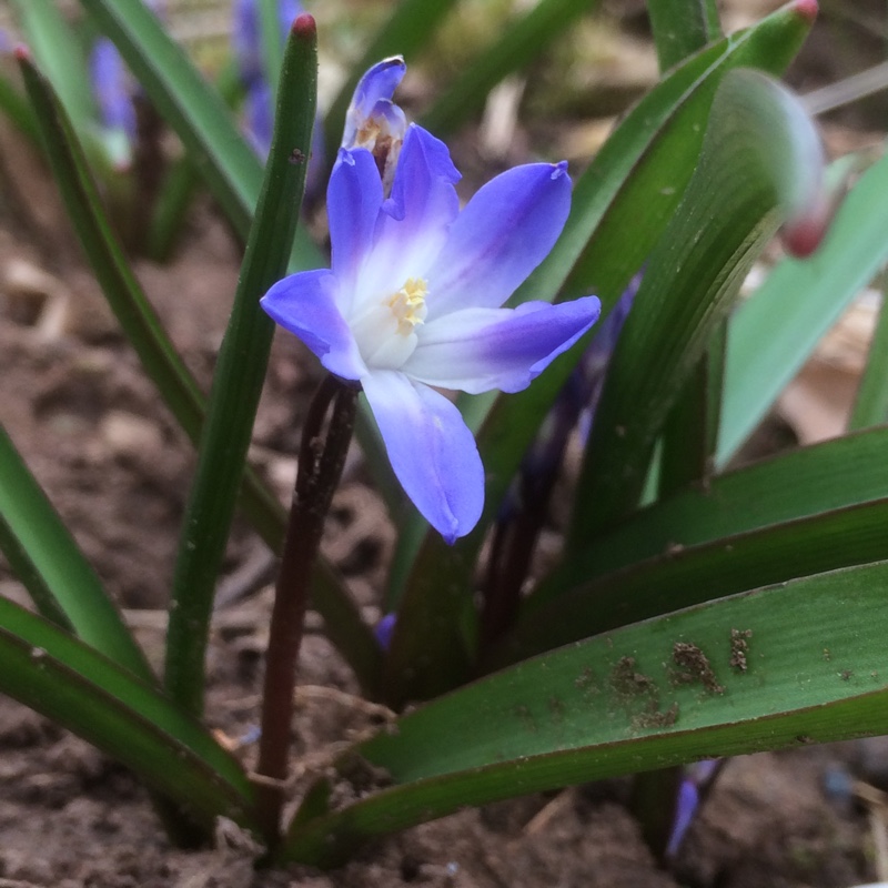 Chionodoxa forbesii 'Blue Giant' syn. Scilla forbesii 'Blue Giant'