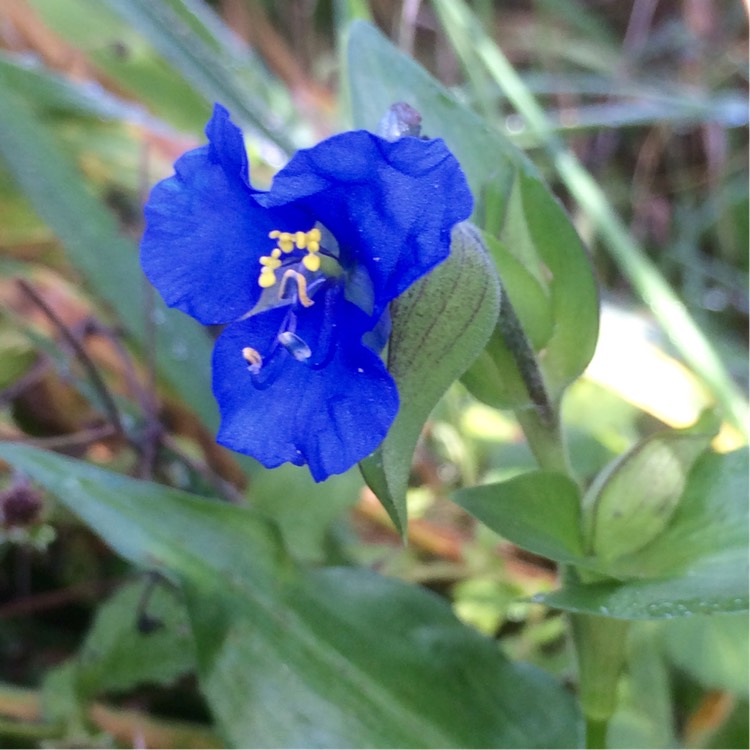 Plant image Commelina Tuberosa syn. Commelina coelestis