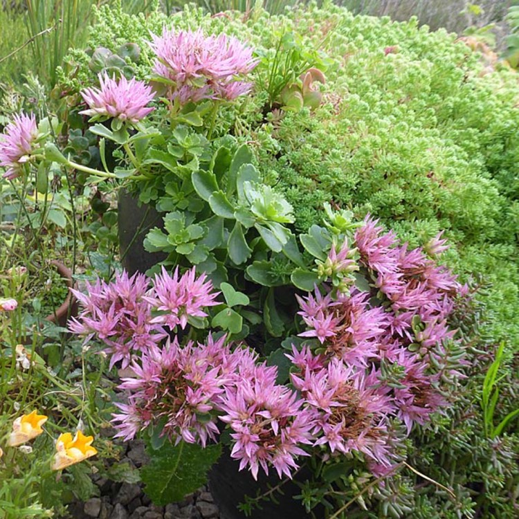 Plant image Sedum Spurium 'Red Carpet'