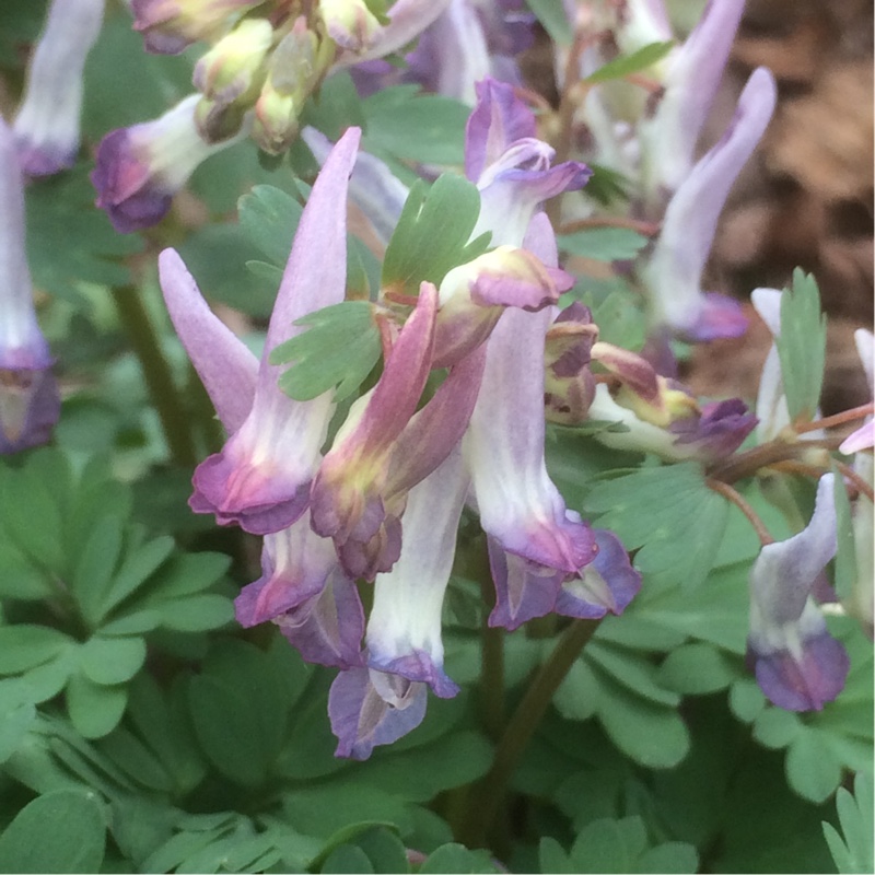 Plant image Corydalis solida