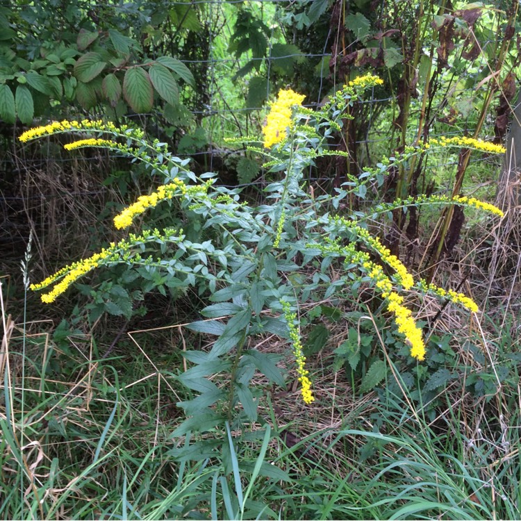 Plant image Solidago Rugosa 'Fireworks'