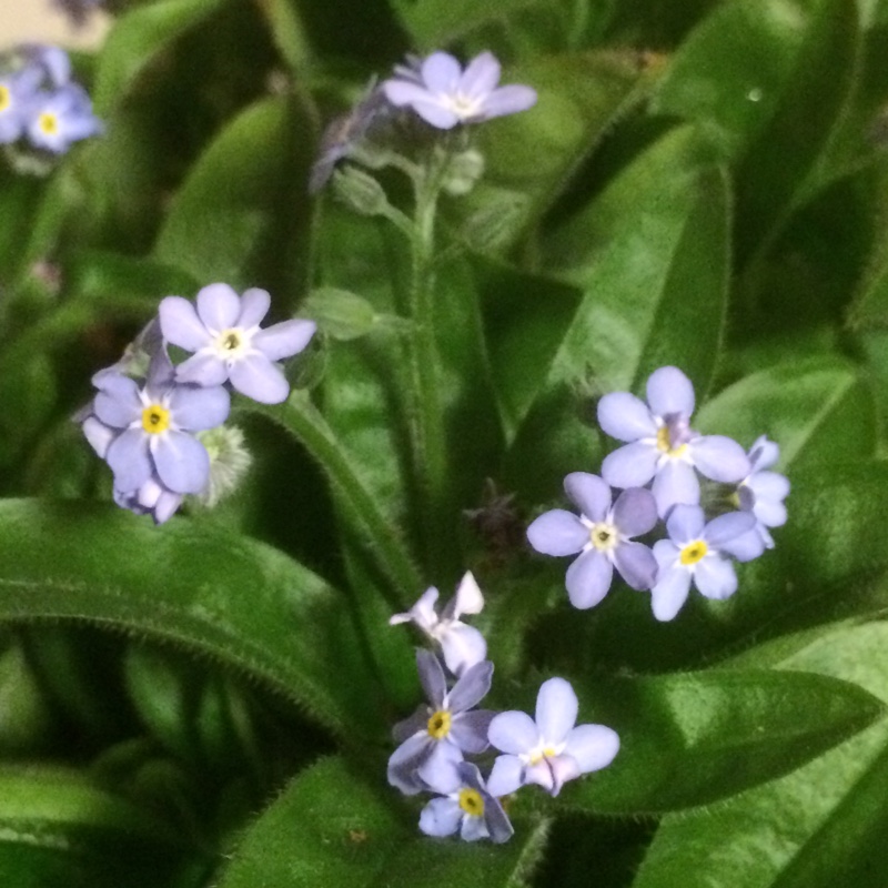 Plant image Myosotis sylvatica 'Mon Amie Blue'