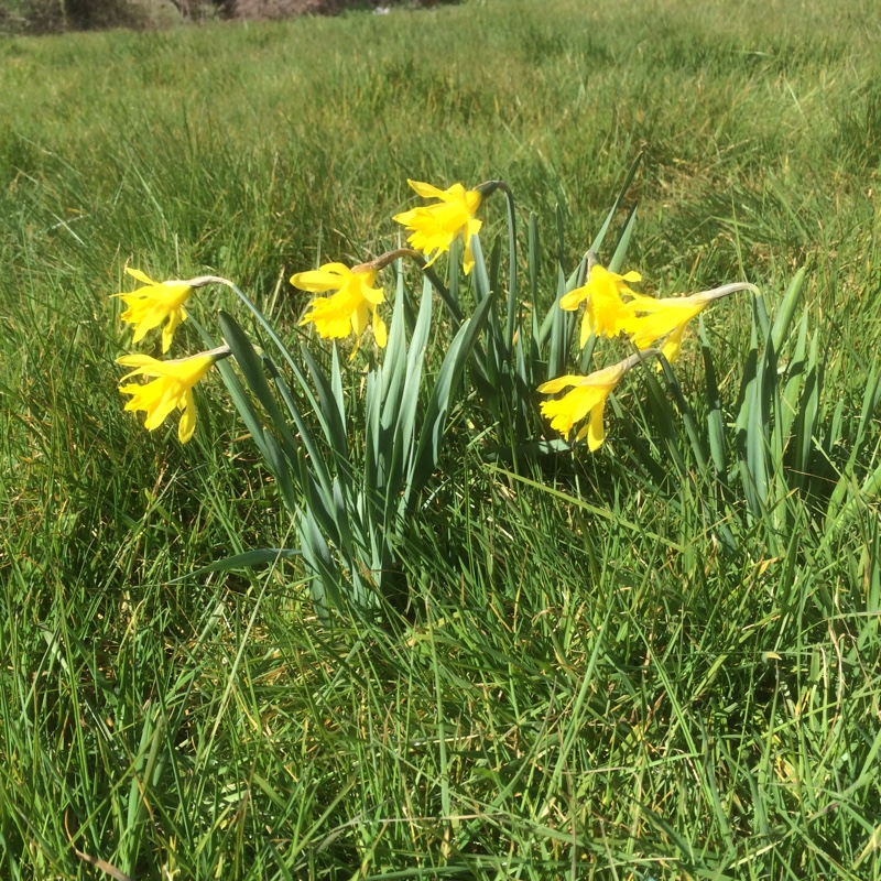 Plant image Narcissus pumilus