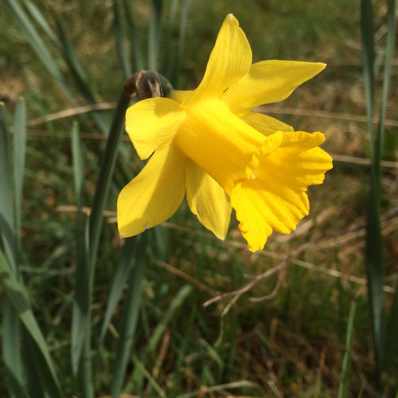 Plant image Narcissus obvallaris