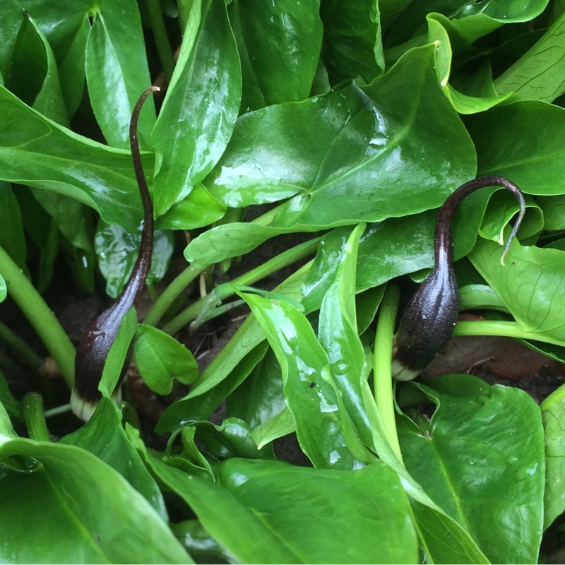 Arisarum proboscideum