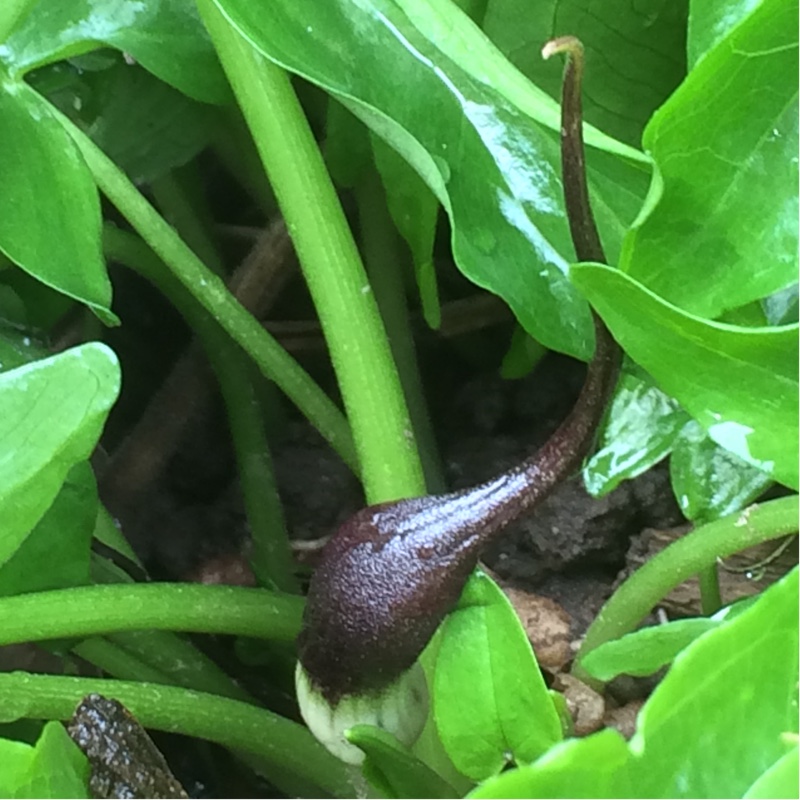 Arisarum proboscideum