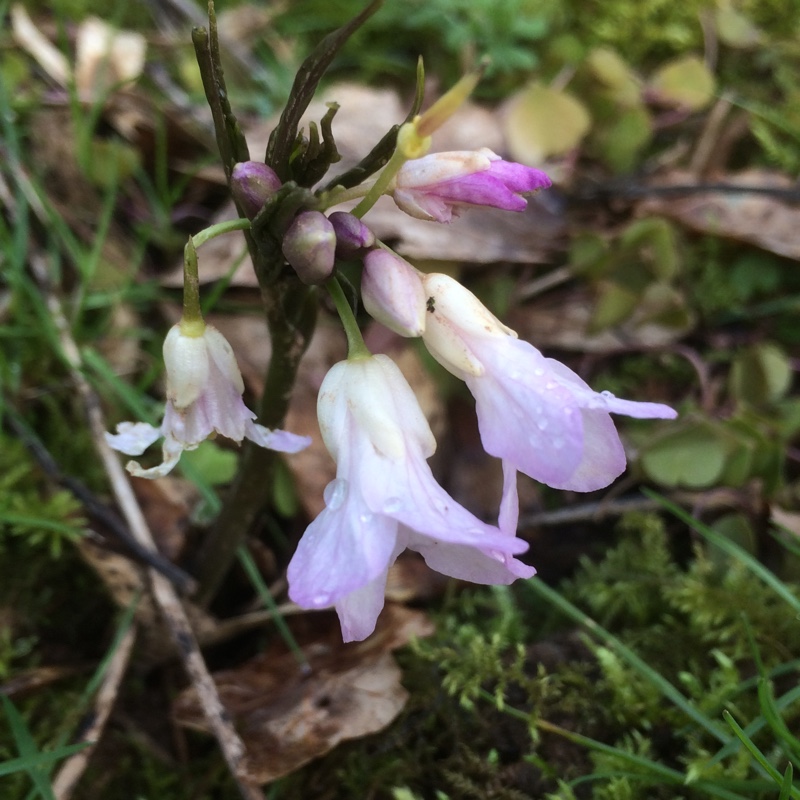 Cardamine pentaphyllos syn. Dentaria pentaphyllos