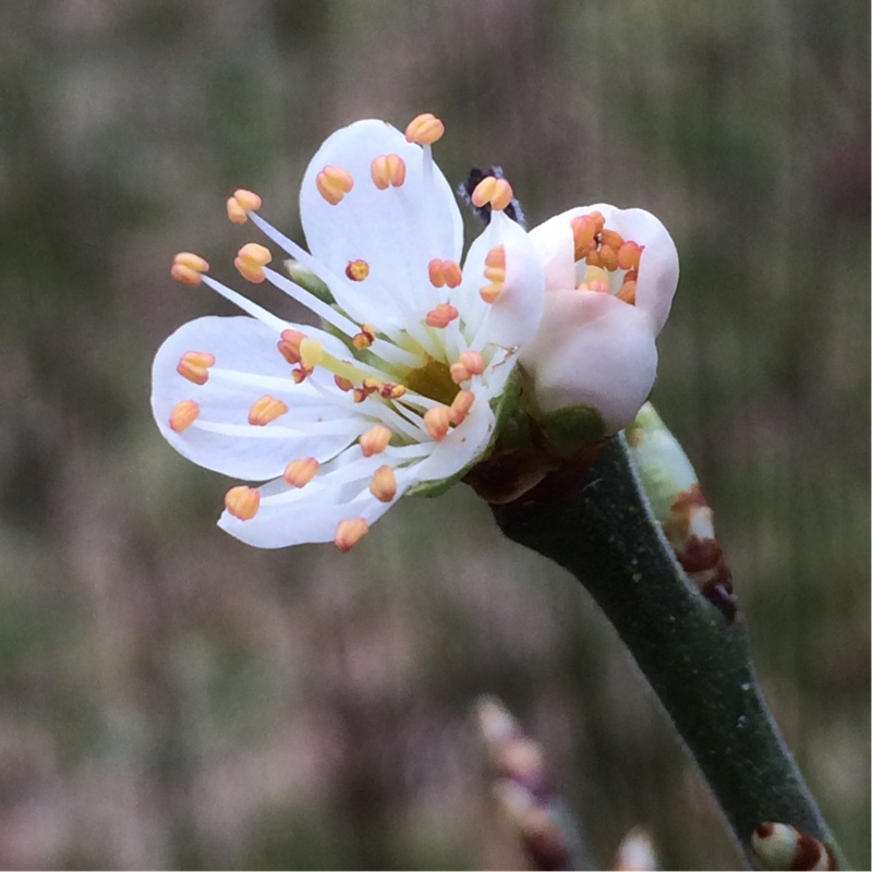 Prunus domestica subsp. insititia var. nigra