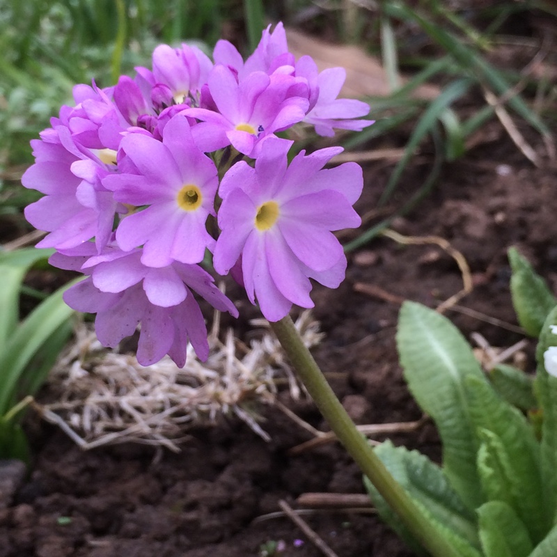 Primula denticulata