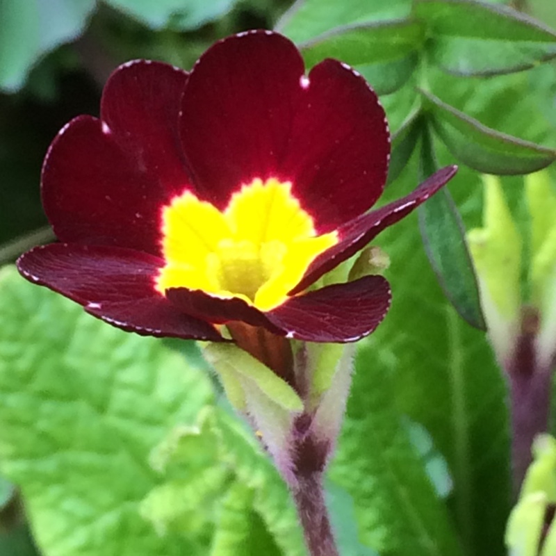 Primula 'Jack-in-the-Green group'