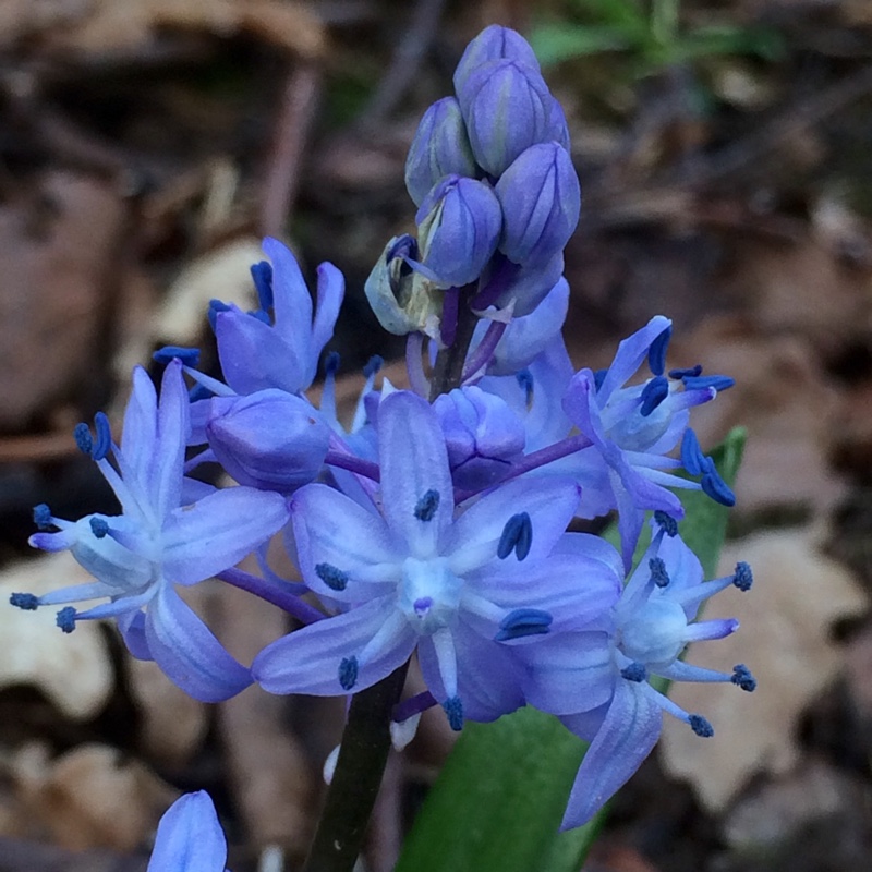 Plant image Scilla bithynica