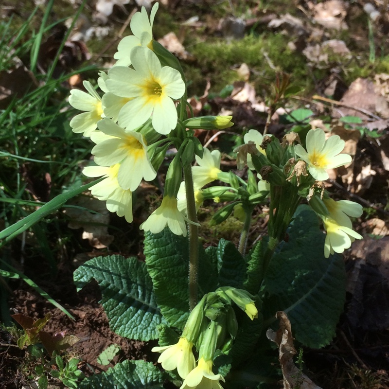 Primula elatior