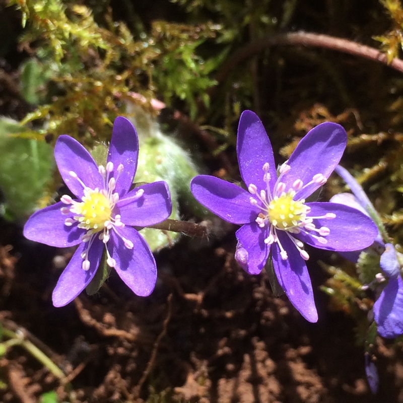 Hepatica transsilvanica syn. Anemone angulosa ; Anemone transsylvanica ; Hepatica angulosa