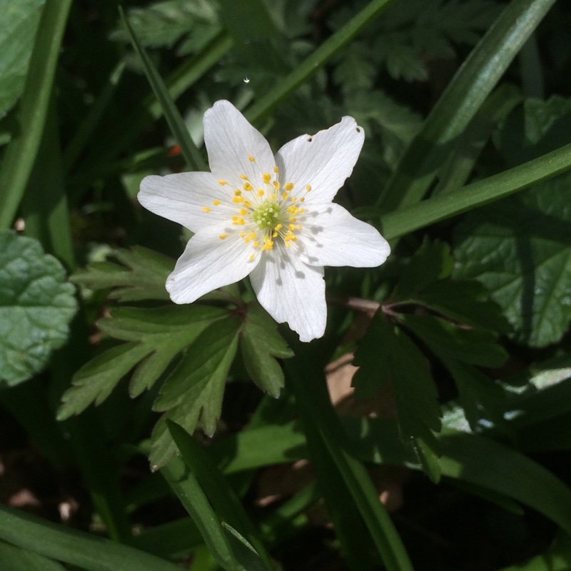 Anemone nemorosa