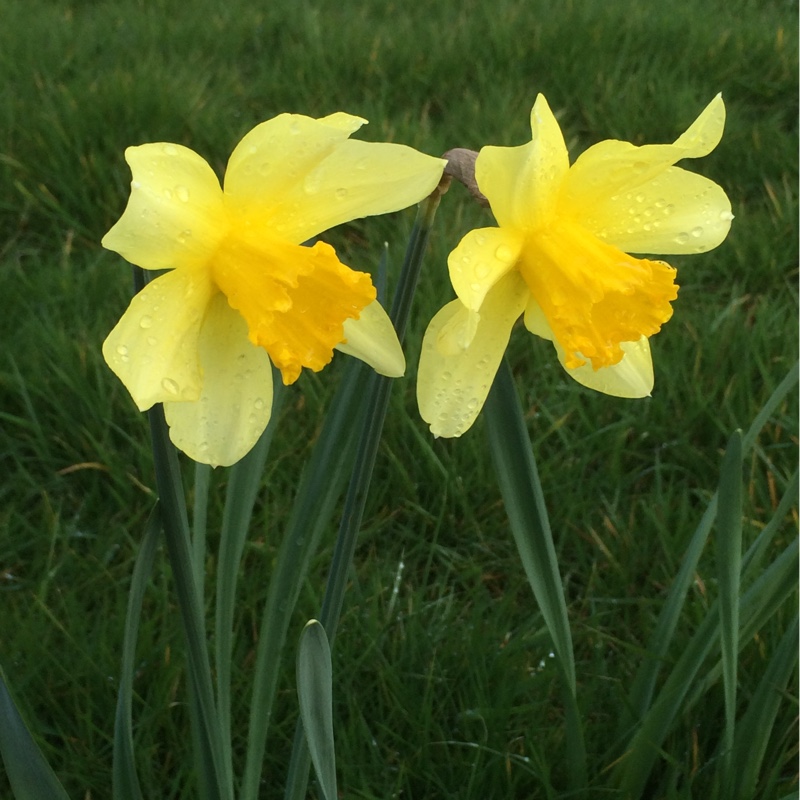 Plant image Narcissus 'Sir Watkin'