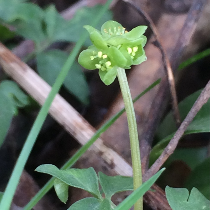 Plant image Adoxa moschatellina