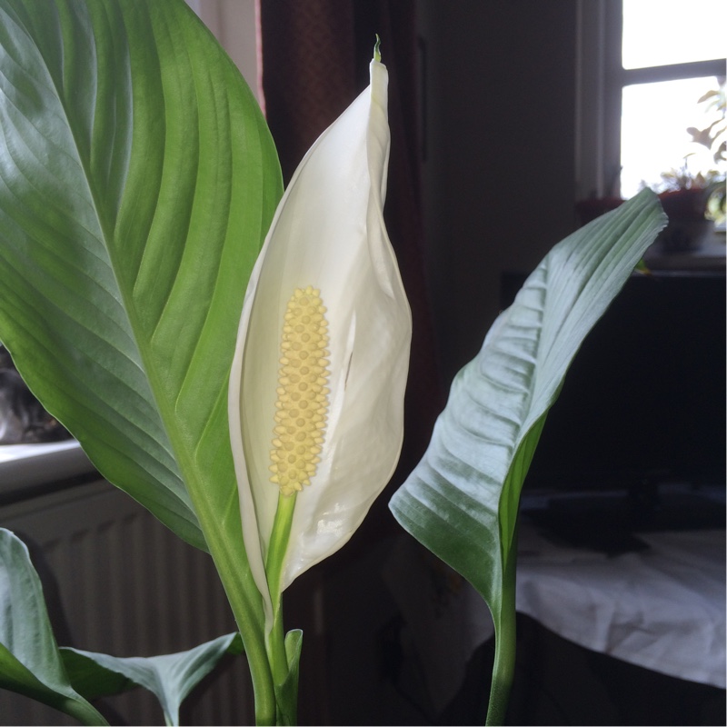 Spathiphyllum wallisii