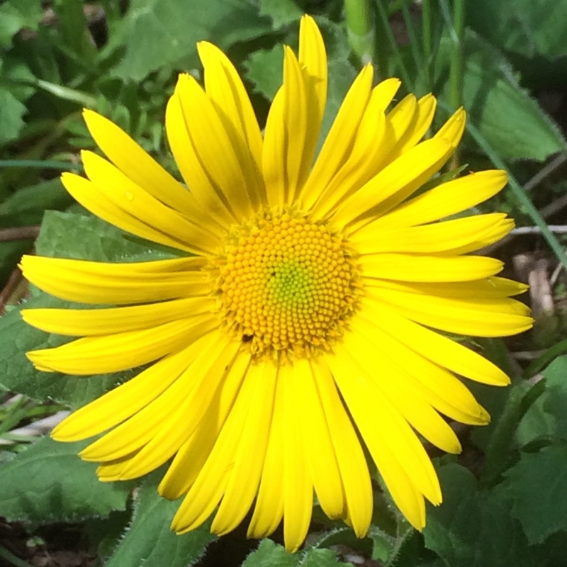 Plant image Doronicum x excelsum  'Harpur Crewe'  syn. Doronicum plantagineum 'Excelsum'