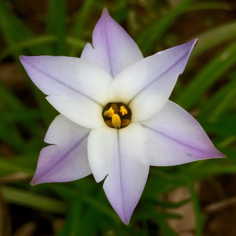 Ipheion uniflorum 'Wisley Blue'