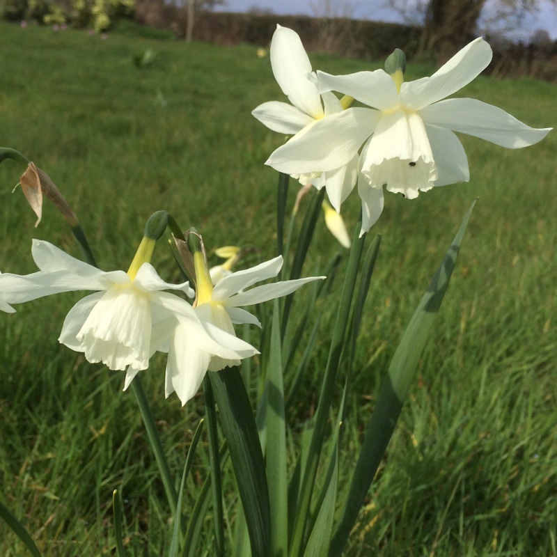 Narcissus 'Thalia' syn. Narcissus triandrus 'Thalia'