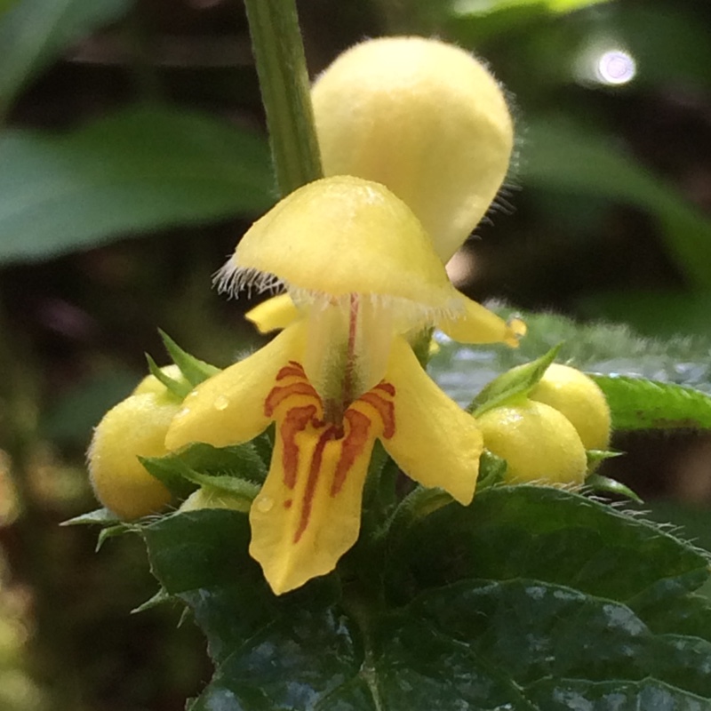 Plant image Lamium galeobdolon