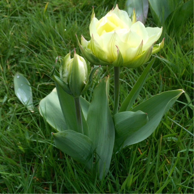 Plant image Tulipa 'Exotic Emperor'