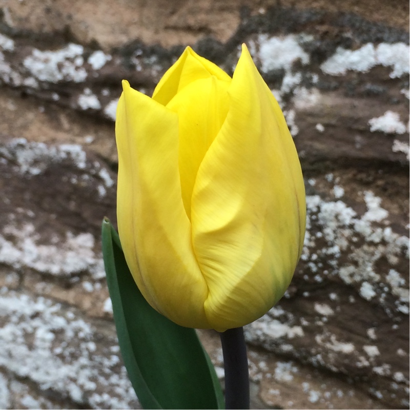 Plant image Tulipa 'Golden Apeldoorn'