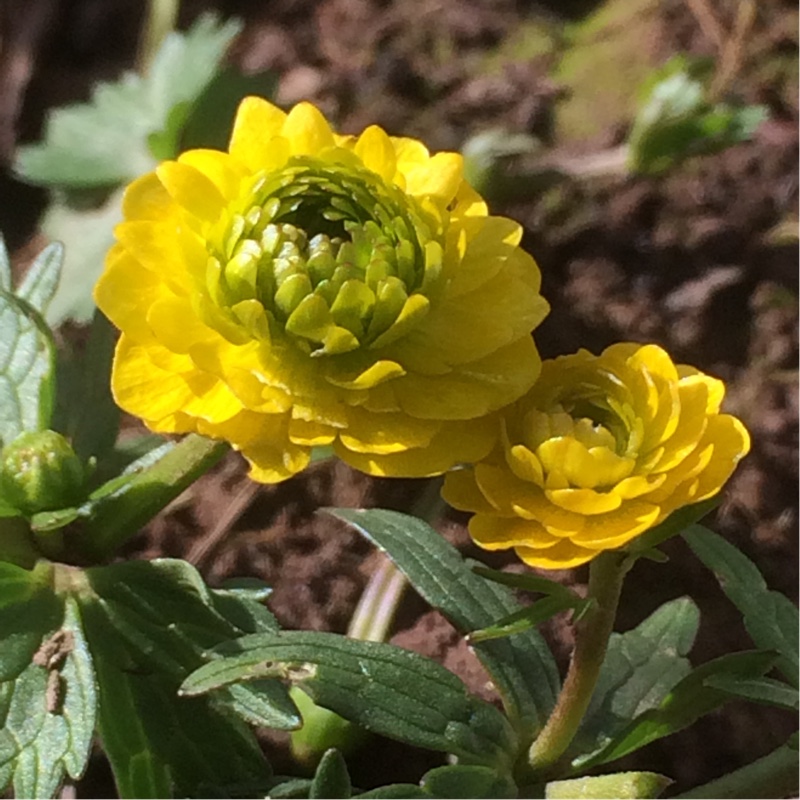 Plant image Ranunculus acris 'Flore Pleno'