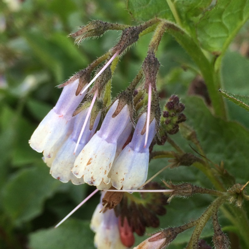 Plant image Symphytum 'Hidcote Blue'