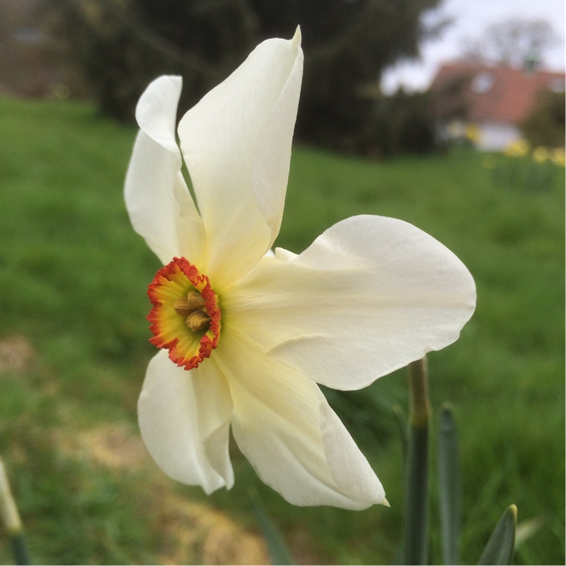 Plant image Narcissus 'Ornatus Maximus' syn. Narcissus 'White Fairy'