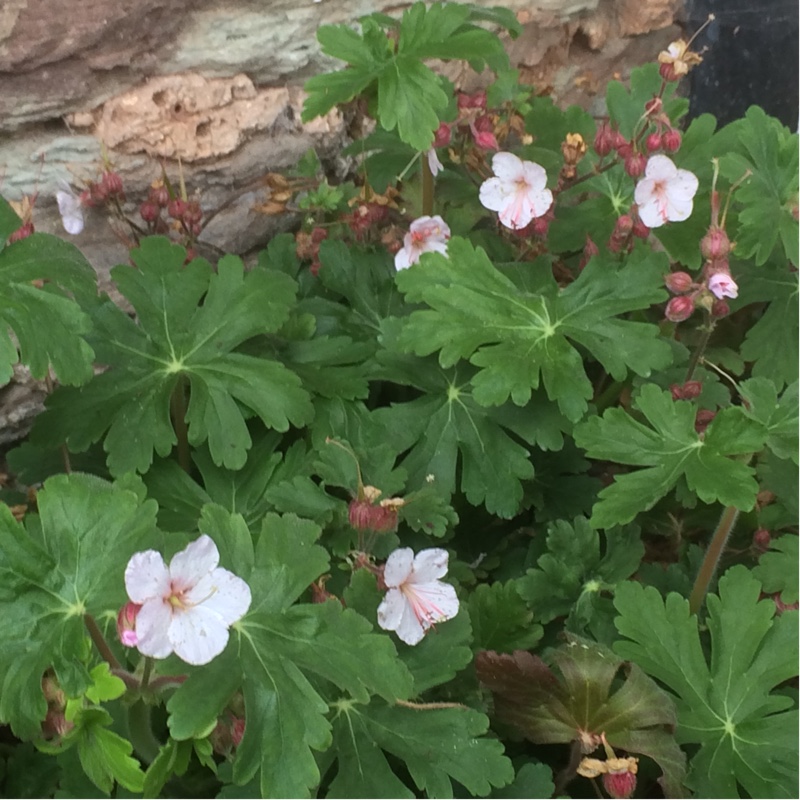 Plant image Geranium macrorrhizum 'Ingwersen's Variety'