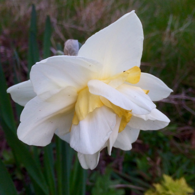 Plant image Narcissus 'White Lion'