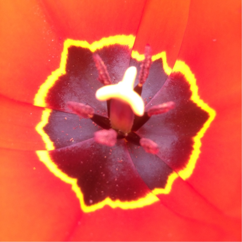 Plant image Tulipa 'Apeldoorn'