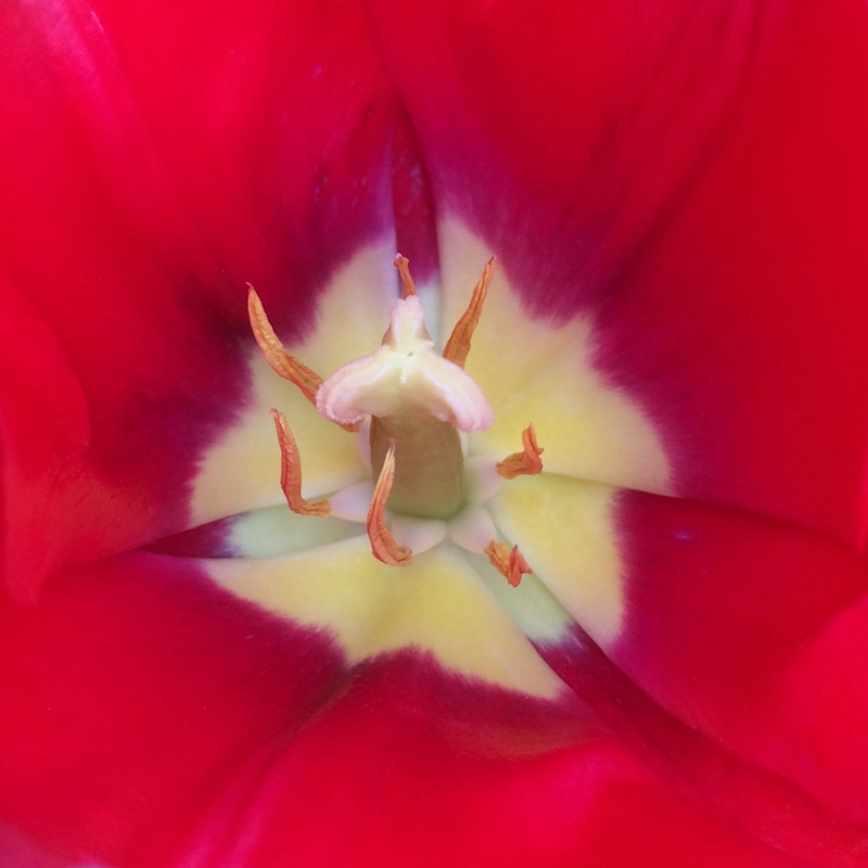 Plant image Tulipa 'Van Eijk'