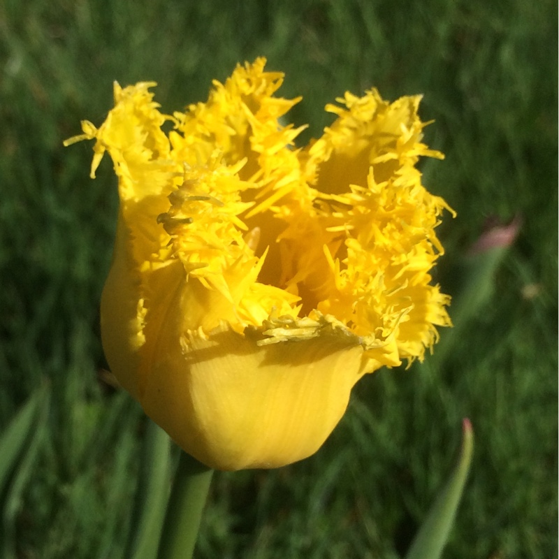 Plant image Tulipa 'Hamilton'