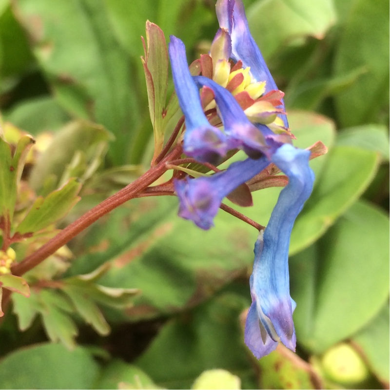 Plant image Corydalis flexuosa 'Purple Leaf'