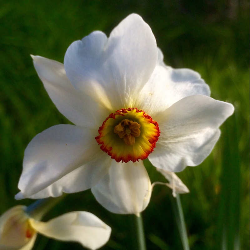 Plant image Narcissus 'Ornatus Maximus' syn. Narcissus 'White Fairy'