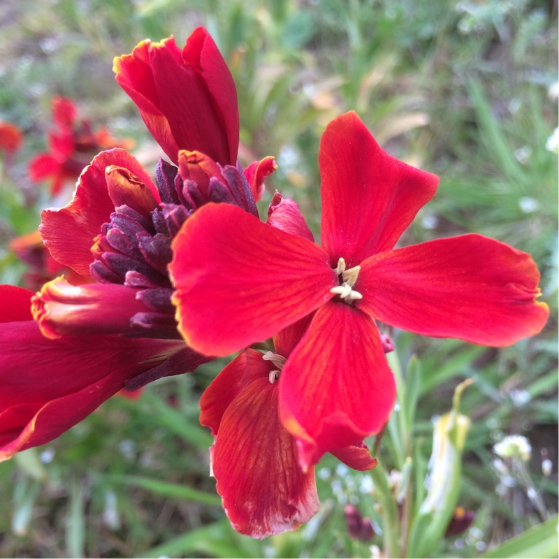 Plant image Erysimum cheiri 'Fire King'