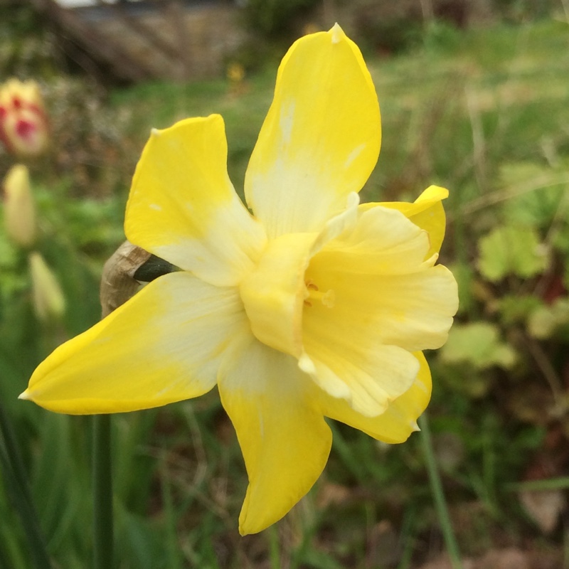 Plant image Narcissus 'Pipit'