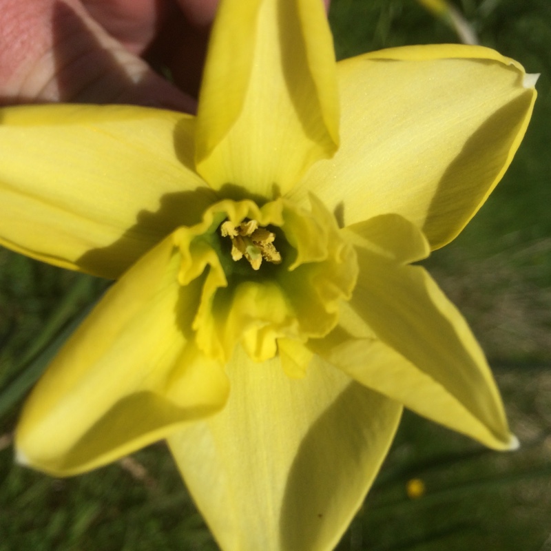 Plant image Narcissus 'Green Eye'